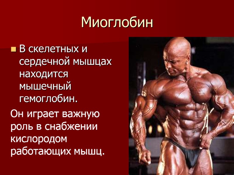 Миоглобин В скелетных и сердечной мышцах находится мышечный гемоглобин. Он играет важную роль в